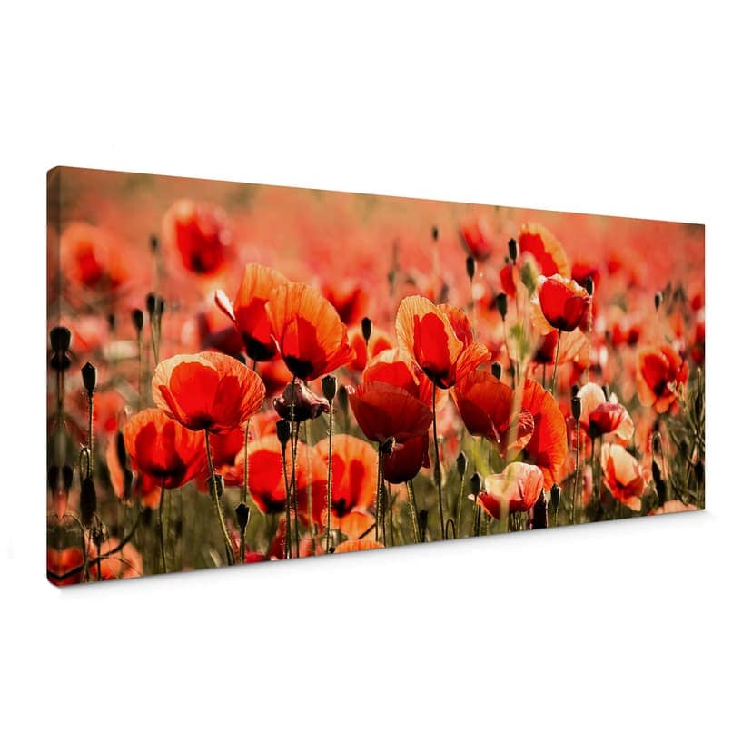 Obraz na płótnie Poppy Field - Panorama