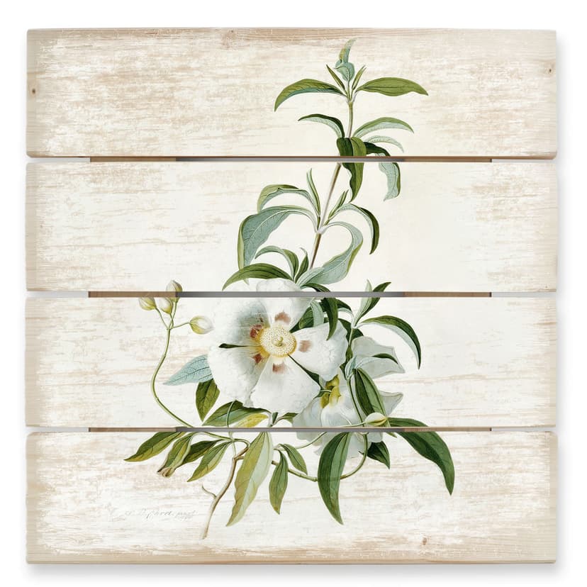 Obraz drewniany Ehret - Cistus rose - 40x41,5 cm