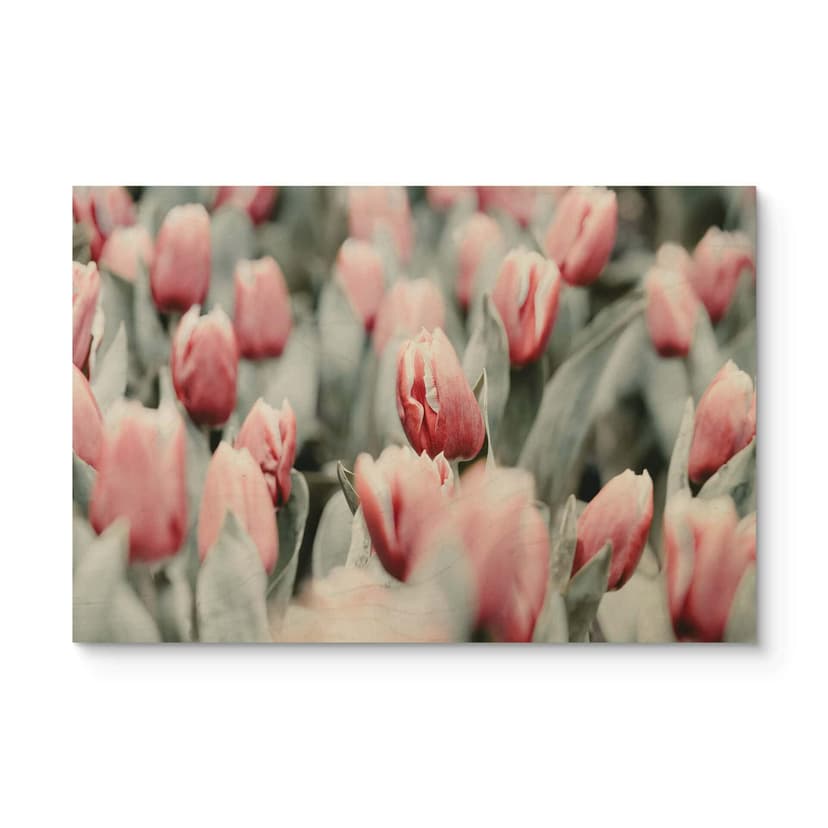 Plakat drewniany Annie - Wiosenne tulipany