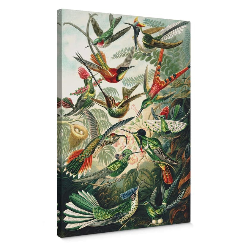 Obraz na płótnie Haeckel - Kolibry