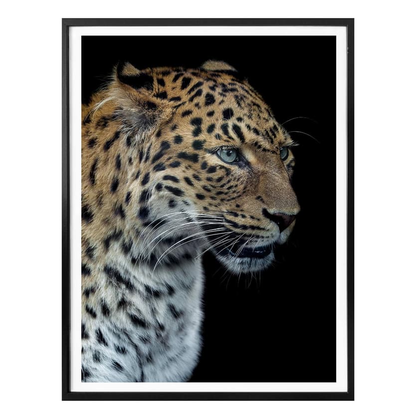 Plakat Dambreville - Ciekawy Jaguar