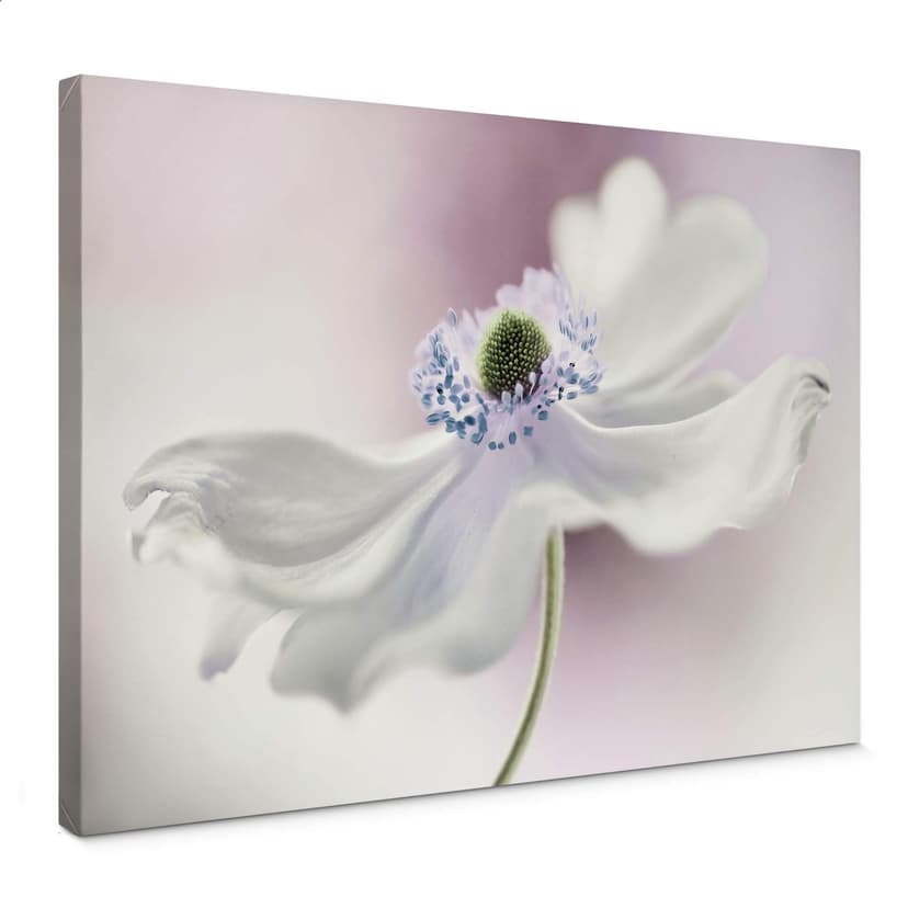 Obraz na płótnie Disher - Anemone Breeze
