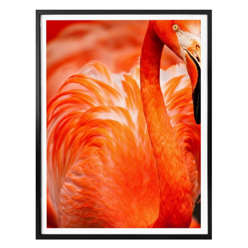 Plakat z flamingiem