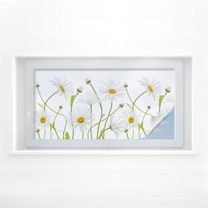 Film o prywatności Disher - Ox eye Daisies - Panorama