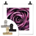 Plakat Violet Rose