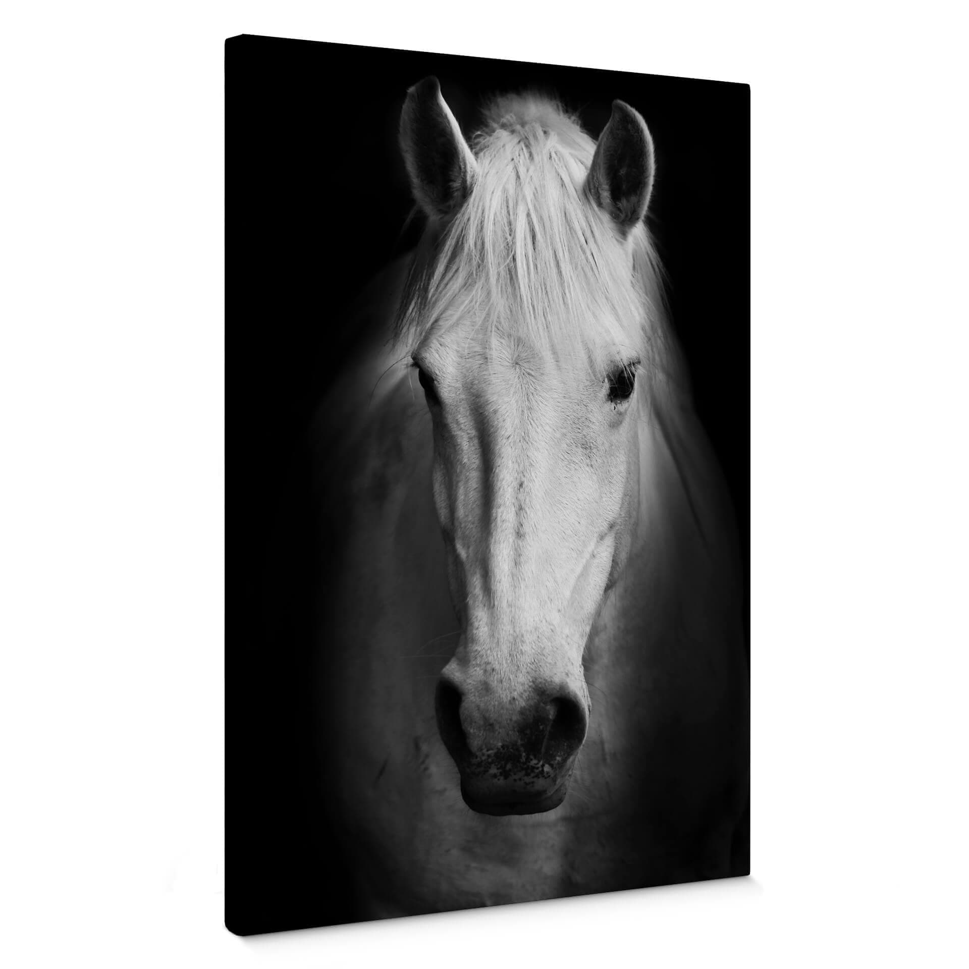 Obraz na płótnie White Horse