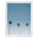 Plakat Palms 02