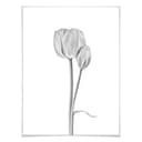 Plakat Grønkjær - Tulipany