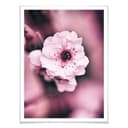 Plakat Blossom splendor - szczegół
