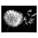 Plakat Dandelion