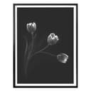 Patelnia plakatowa - trio Tulip