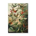 Plakat drewniany Haeckel - Kolibry