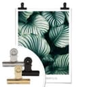 Plakat Calathea Orbifolia