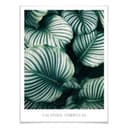 Plakat Calathea Orbifolia