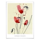 Plakat Papaver Rhoeas