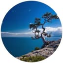 Morze i drzewa - Fototapeta okrągła - tapeta flizelinowa/tapeta flizelinowa samoprzylepna