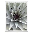 Plakat Agave 01