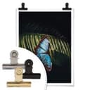 Plakat niebieski motyl