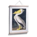 Plakat Pelikan