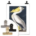 Plakat Pelikan