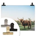 Plakat Highland Cow 01