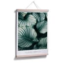 Plakat Calathea Orbifolia