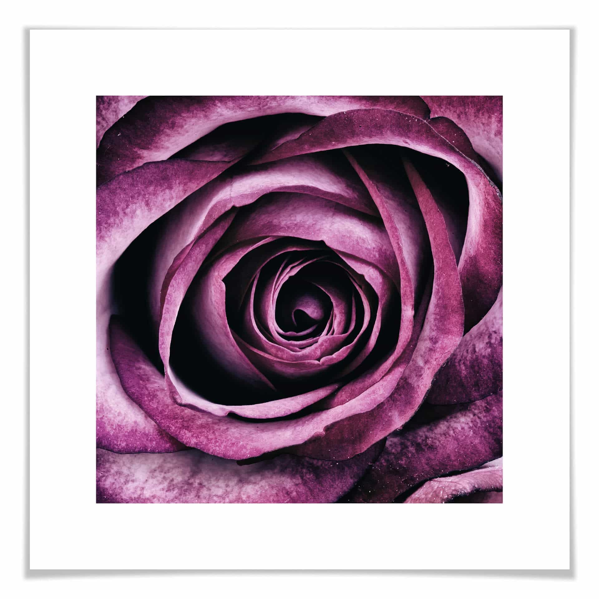 Plakat Violet Rose
