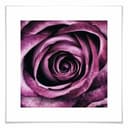Plakat Violet Rose