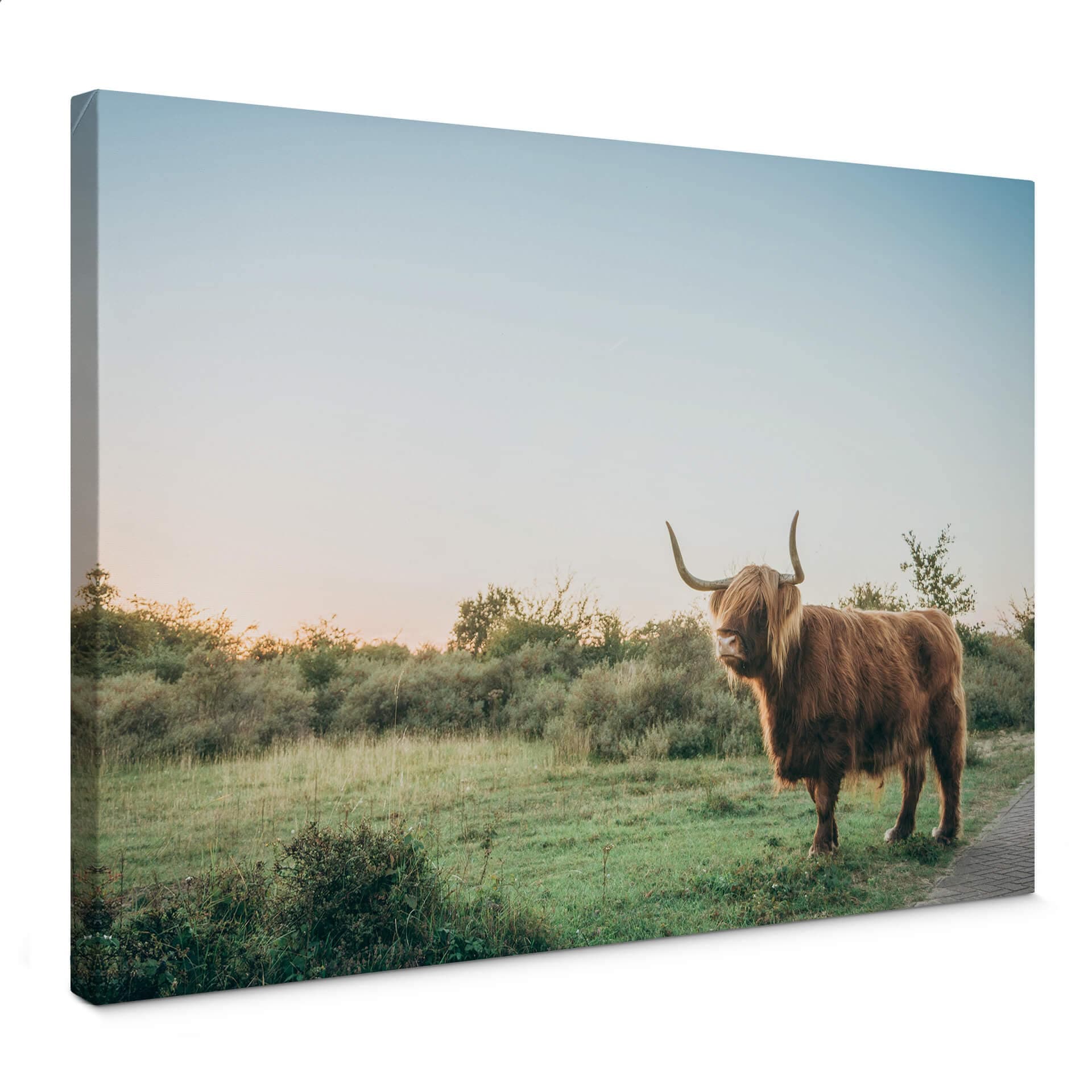 Obraz na płótnie Highland Cow 01