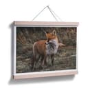 Plakat - Fox 02
