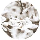 Fototapeta okrągła Annie - Jasmine - tapeta flizelinowa/tapeta flizelinowa samoprzylepna
