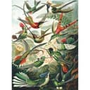 Fototapeta Haeckel - Kolibry