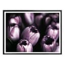 Plakat Tulipany