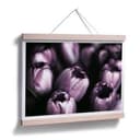 Plakat Tulipany