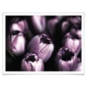 Plakat Tulipany