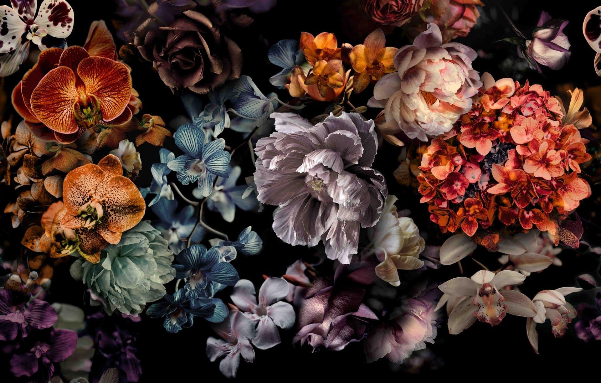 Fototapeta Dark Floral Martwa natura ze storczykami, hortensjami i piwoniami 2,7 x 4,24 m