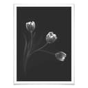 Patelnia plakatowa - trio Tulip