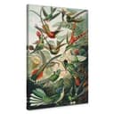 Obraz na płótnie Haeckel - Kolibry