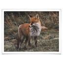 Plakat - Fox 02