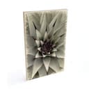Plakat drewniany Agave 01