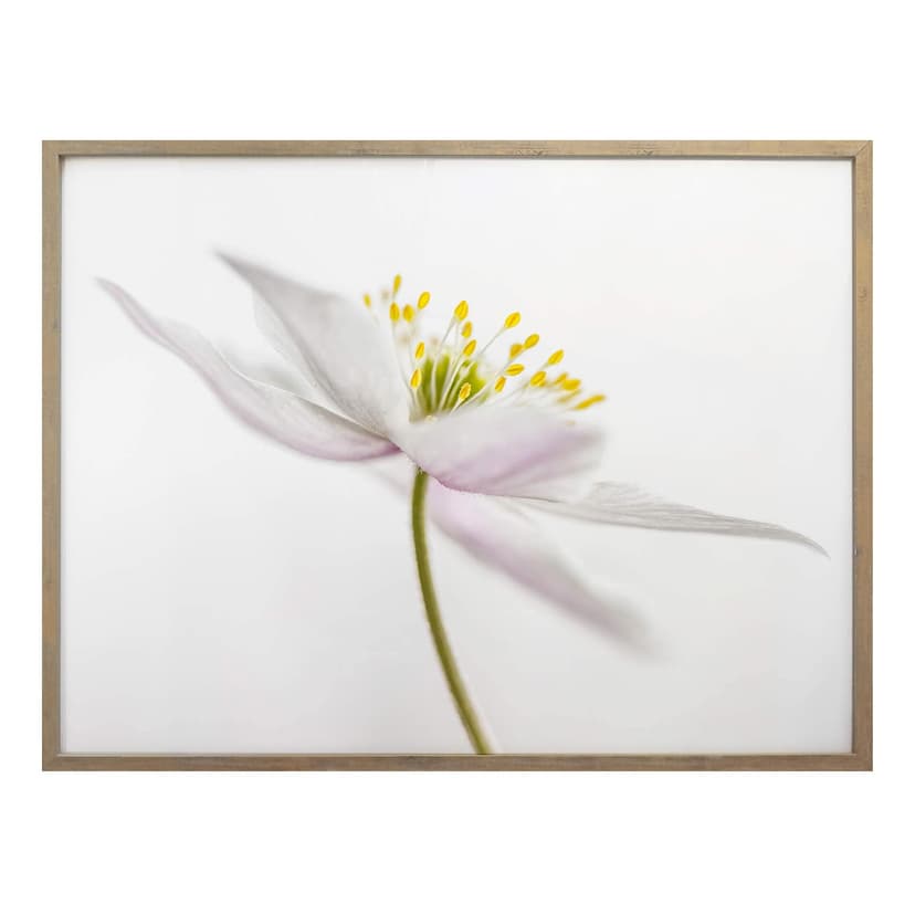 Plakat Disher - Nemorosa