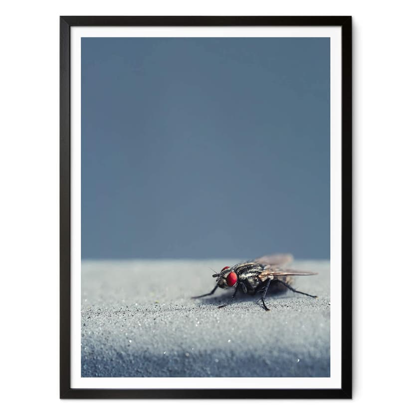Plakat brązowy - Motyl domowy na niebieskim tle