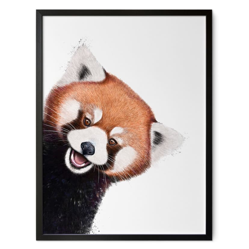 Plakat Red Panda - Korenkova