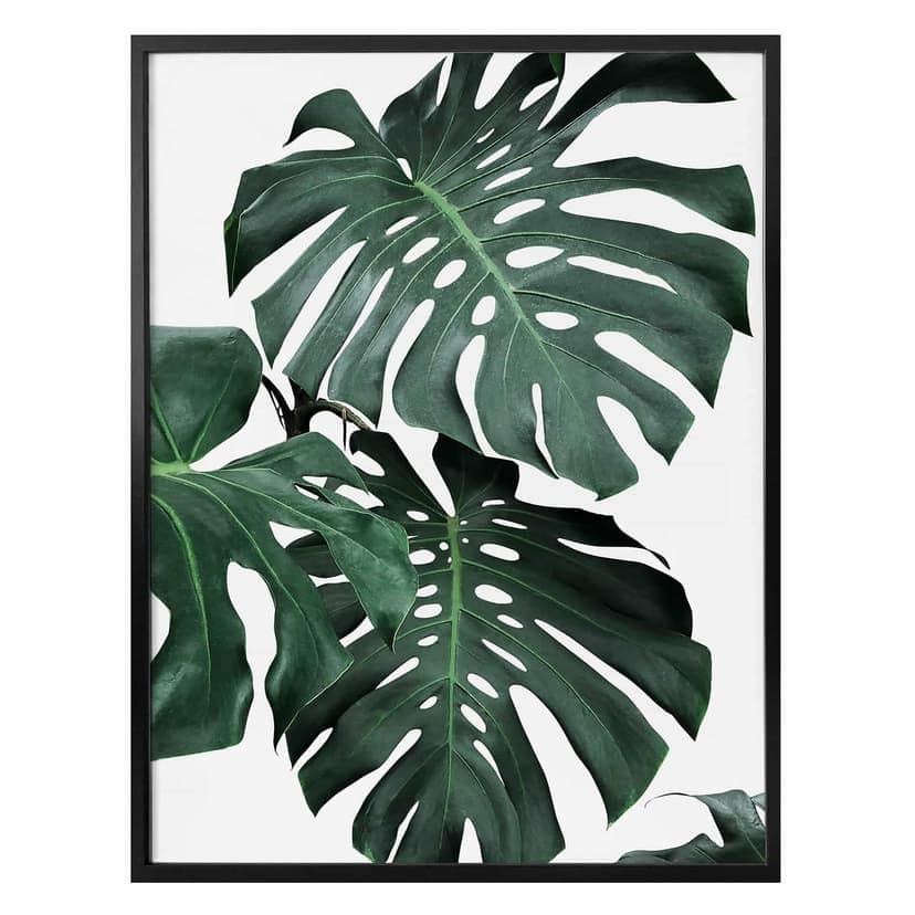 Plakat Sisi & Seb - Monstera