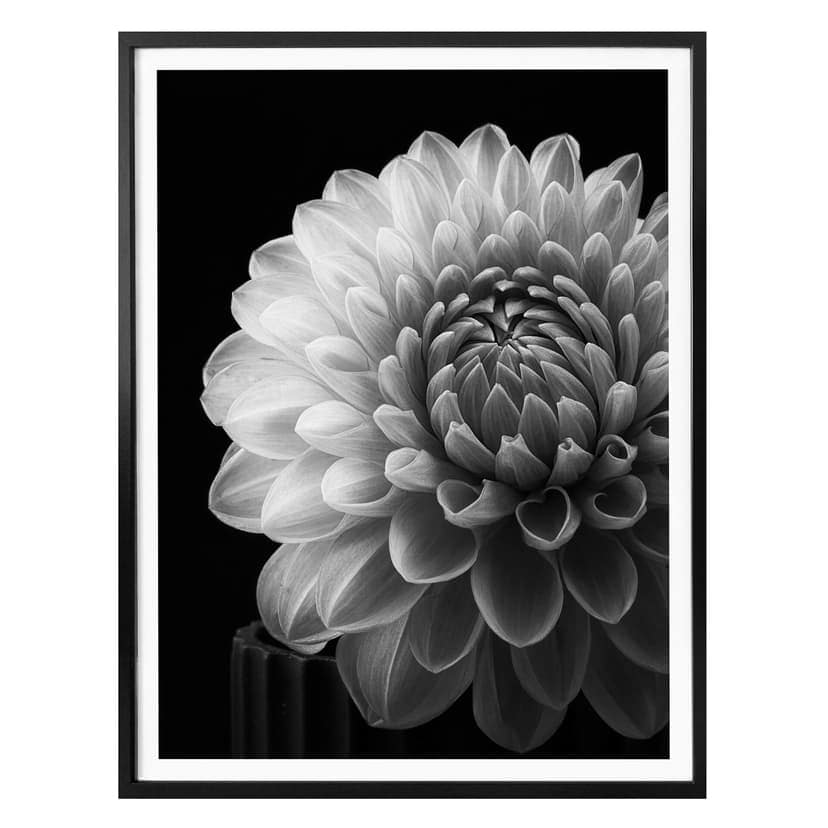 Plakat Grønkjær - Dahlia