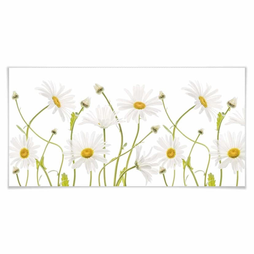 Plakat Disher - Ox eye Daisies - Panorama