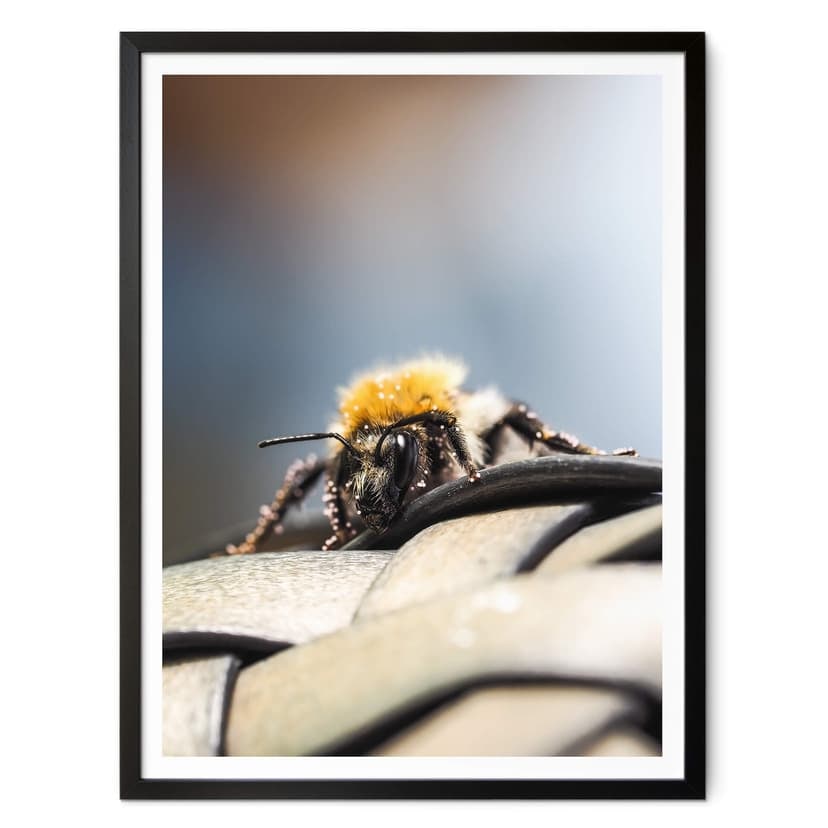 Plakat brązowy - Makro pszczoła