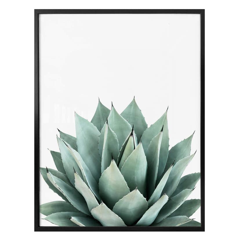 Plakat Sisi & Seb - Succulent