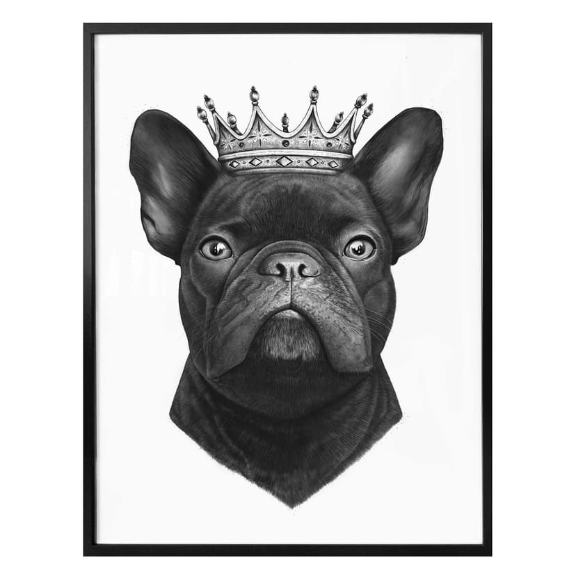 Plakat Korenkova - król buldogów francuskich