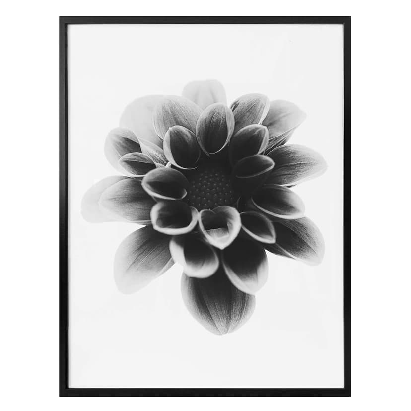 Plakat Grønkjær - Dahlia